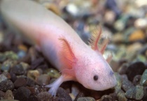 蝾螈和蜥蜴的区别？