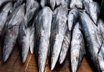 马鲛鱼多少钱一斤 附马鲛鱼的产地和营养价值