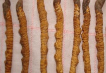 虫草与虫草花有什么不同 生长环境、形态特征均不同