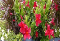 双腺藤与飘香藤的区别？