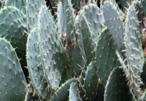 仙人掌烂根的原因 附处理多久？