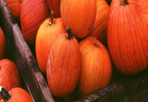 南瓜能保存多久 附南瓜的保存多久？