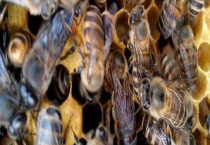 新蜂王没有雄蜂怎么办 详细介绍