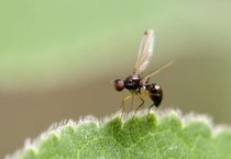 飞蚁怎么消灭才干净