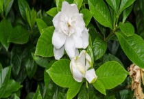 栀子花不开花怎么办？栀子花什么时候开花