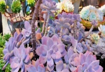 多肉紫乐耐寒多少度