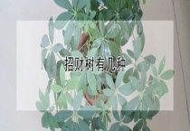 招财树有几种