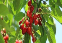 大樱桃秋季用什么肥料