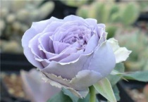 花萼是花的哪个部分