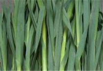 反季节青蒜苗种植技术