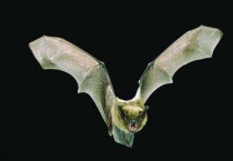 蝙蝠属于鸟类还是兽类