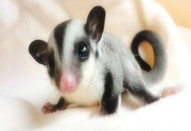 蜜袋鼯多少钱一只 吃什么食物？