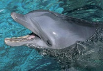 什么是巨型白暨豚