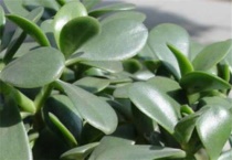 燕子掌怕高温吗？