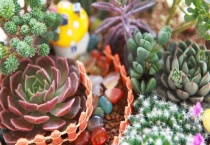 哪些多肉必须用大盆养