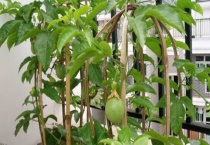 盆栽百香果多高打顶