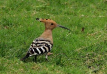 长嘴鸟有哪几种
