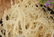 石花菜是不是龙须菜 石花菜与龙须菜有什么不同