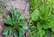 车前草有几个品种