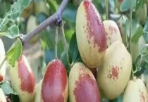 枣树修剪技术 注意这四方面