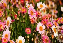 波斯菊有毒吗？