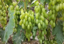 大棚葡萄二氧化碳气肥的施用方法 附施用注意事项