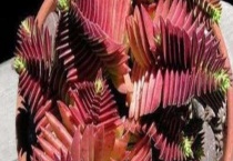 茜之塔徒长怎么办 附解决办法