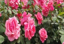 月季花黄叶的原因及解决办法 附如何防病虫害