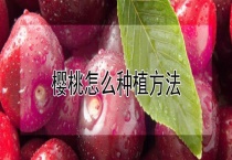 樱桃怎么种植多久？