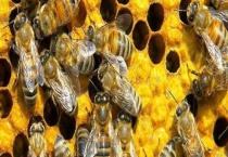 中蜂介王最快的方法 王笼介王法如何实行