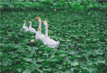 白鹅怎么区分公母