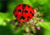 七星瓢虫和十四星瓢虫的区别？