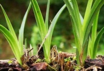 兰叶黑斑怎么治