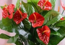 家里为什么不能养红掌