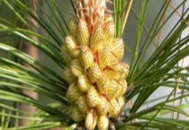 松花粉破壁与不破壁的区别？ 有以下四个方面