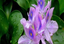 凤眼蓝叶子发黄怎么办？