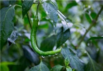 辣椒茎杆发黑是什么原因？