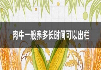 肉牛一般养多长时间可以出栏