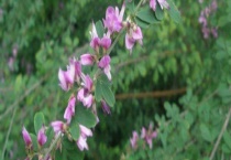 胡枝子蜜 附详细介绍