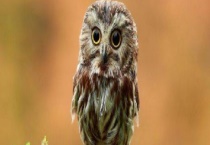 猫头鹰是不是保护动物 猫头鹰的种类有哪些？