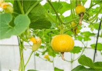 南瓜几月播种几月收获