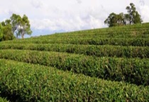 茶树的修剪技术 附茶树的修剪要求