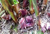 洋荷是什么长出来的