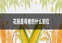 花肠是母猪的什么部位