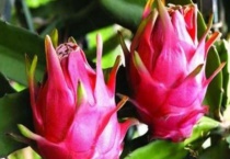 火龙果种植多久？