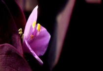 紫鸭跖草能扦插吗？