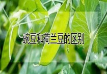豌豆和荷兰豆的区别？