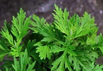 艾草象征着什么？