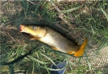 淡水鱼是海鲜吗？