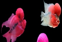 罗汉鱼疾病防治技术 附发病原因？